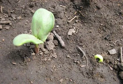 Cum să planteze semințe de floarea-soarelui la dacha lui