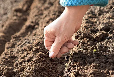 Cum de a planta cireșe din oase și să crească răsaduri puternic