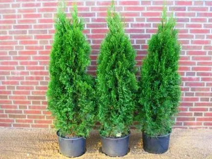 Cum să planteze tuia toamna, beneficii de plantare de toamnă, reguli