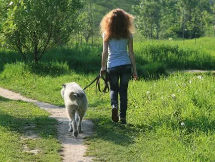Cum să meargă câine, animale de companie