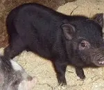 Cum se utilizează gunoi de grajd de porc (gunoi de grajd) Cum se utilizează gunoi de grajd de porc