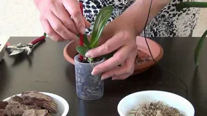 Cum să stea Phalaenopsis orhidee și Dendrobium acasă