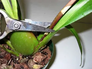 Cum să stea Phalaenopsis orhidee și Dendrobium acasă