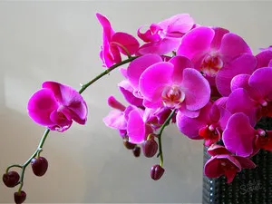 Cum să stea Phalaenopsis orhidee și Dendrobium acasă
