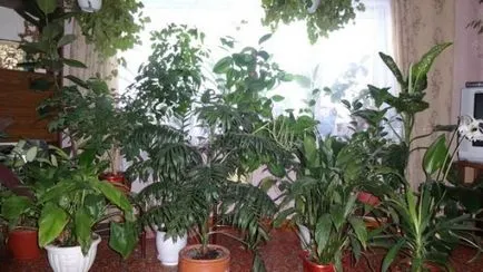 Cum se pulveriza plante de interior - plante (interior) Cum se pulveriza plante de interior - plante
