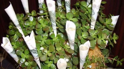 Cum de a planta un copac bani