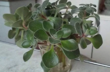 Cum houseplants pulverizare - plante (foaie partea inferioară) Cum se pulveriza plante de interior - plante