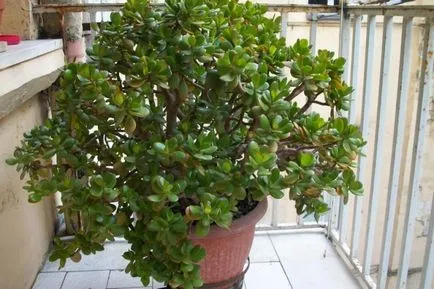 Cum de a planta un copac bani
