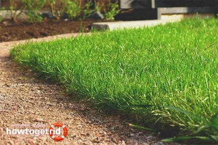 Cum de a planta o iarba de gazon pe site-ul (îngrijire gazon) Cum de a planta o iarba de gazon pe site-ul