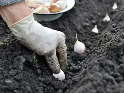 Cum de a planta usturoi de iarnă (obligatoriu) Cum de a planta usturoi de iarnă