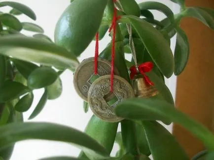Cum de a planta un copac bani