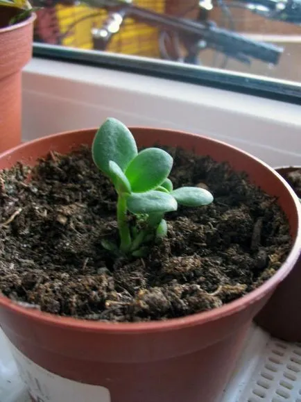 Cum de a planta un copac bani