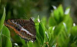 Cine sunt insectele