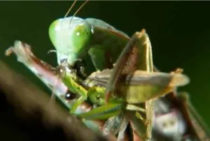 Cine sunt insectele