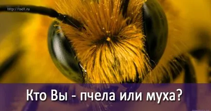Cine esti tu - o albină sau o muscă două puncte de vedere ale lumii, schimbarea de viață ateliere (albine) Cine esti tu - o albină sau o muscă două puncte de vedere ale lumii, schimbarea de viață de formare