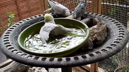 budgies de baie cum să facă baie (foto și video)