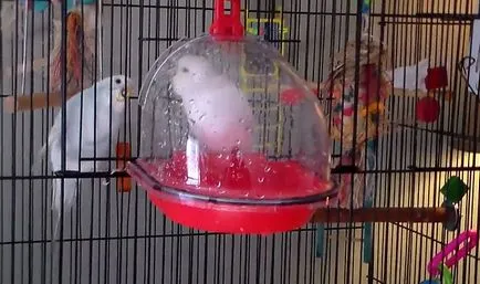 budgies de baie cum să facă baie (foto și video)