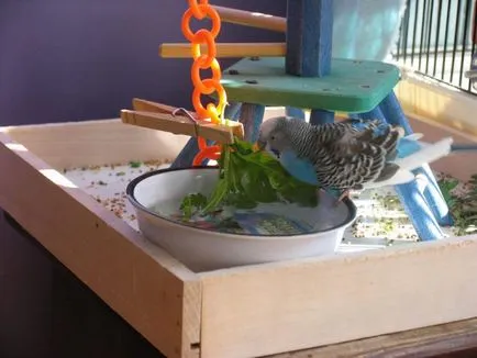 Baie perus - cum ar fi placi video perus îmbăiere (ondulate) Scăldat perus - cum ar fi sfaturi video de perus scăldat