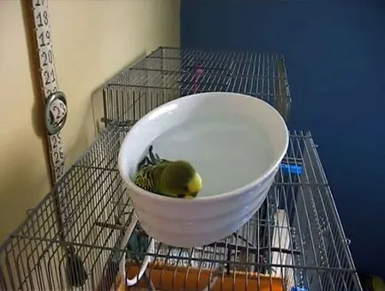budgies de baie cum să facă baie (foto și video)