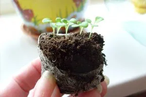 Cum să crească regulile petunii de semințe semănate atunci când răsadurile de scufundare după germinare (petunie fotografie semințe atunci când se arunca cu capul, după germinare a plantelor din răsaduri plantate în mod corect) Cum să crească regulile petunii de semințe semănate atunci când răsadurile de scufundare după germinare,