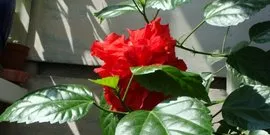 Cum să-și petreacă cultivarea de flori video de interior