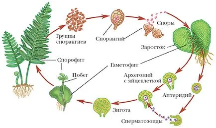 Ca ferigă reproduce acasă 1 (condiții) Cum ferigă reproduce la domiciliu 1