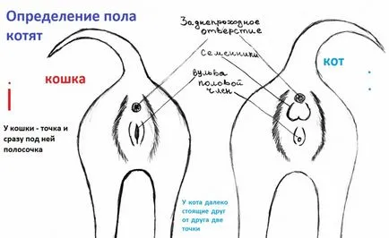 Cum de a distinge o pisica de la o pisică