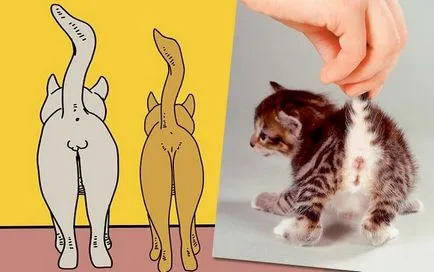 Cum de a distinge o pisica de la o pisică