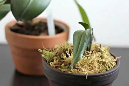 Cum putem sta planta orhidee orhidee cand sa planteze cat