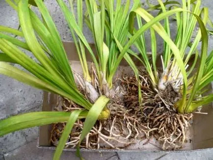 Cum putem sta planta orhidee orhidee cand sa planteze cat