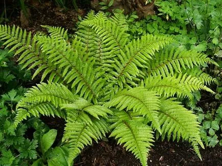 Ca ferigă reproduce acasă 1 (bracken) Cum ferigă reproduce la domiciliu 1