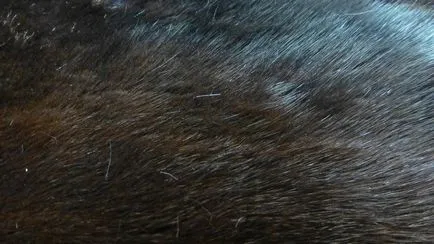 Cum se curata cu o nurca haină de blană (curat) Cum se curata cu o nurca haină de blană