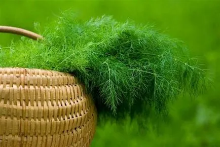 Cum să planteze reguli de bază de mărar de plantare și în creștere