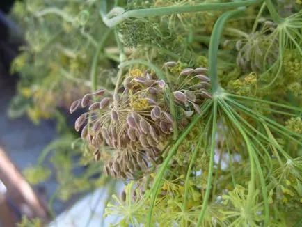 Cum să planteze reguli simple de cultivare verdeață mărar (plantă) Cum să planteze mărar reguli simple verdeață în creștere
