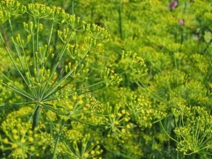 Cum să planteze reguli simple de cultivare verdeață mărar (plantă) Cum să planteze mărar reguli simple verdeață în creștere