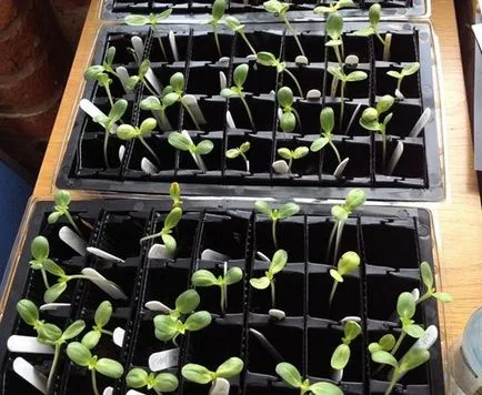 Ca floarea semințele plantate în teren deschis, pentru ca răsaduri de plante de floarea soarelui decorativă (plante) Cum să planteze semințe de floarea-soarelui în teren deschis, cu privire la modul de a planta răsaduri de floarea-soarelui ornamentale
