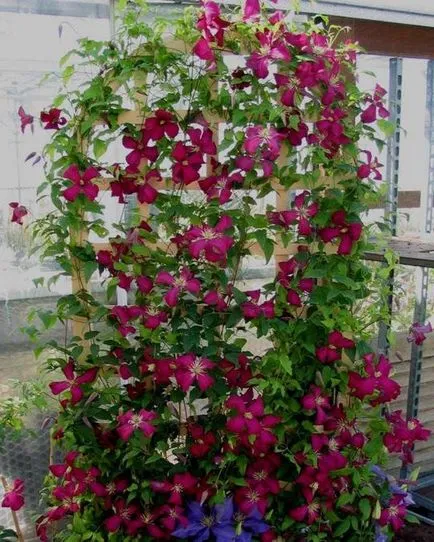 Cum de a face spaliere pentru Clematis