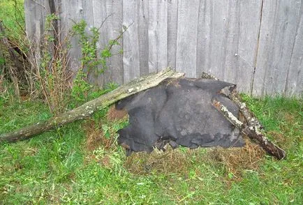 Cum sa faci o cutie de compost