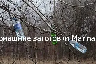 Cum de a colecta seva de mesteacăn, fără a afecta copac