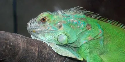 Ca cuprind un cameleon în casă (casă) Cum să păstrați Chameleon la domiciliu