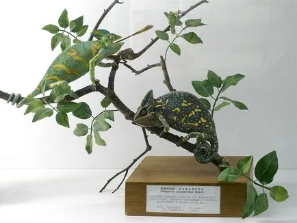 Ca Chameleon cuprind la domiciliu (chameleon) Cum să păstrați Chameleon la domiciliu