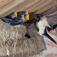 Swallows a făcut un cuib - un semn