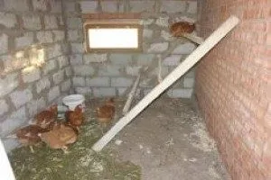 Un pui coop pentru 10 pui cu desene mâinile lor, fotografii și desene stinghii pentru găinile ouătoare, etapele video (coteț de pui pentru 10 pui cu desenul lor mâini) Un pui coop pentru 10 pui cu desene mâinile lor, fotografii și modele stinghii pentru găinile ouătoare, etapele film