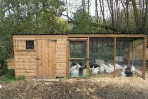 Un pui coop pentru 10 pui cu desene mâinile lor, fotografii și desene stinghii pentru găinile ouătoare etape de video (roosts) Un pui coop pentru 10 pui cu desene mâinile lor, fotografii și modele stinghii pentru găinile ouătoare, etapele film