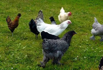 Un pui coop pentru 10 pui cu desene mâinile lor, fotografii și desene stinghii pentru găinile ouătoare, etapele video (coteț de pui pentru 10 pui cu desenul lor mâini) Un pui coop pentru 10 pui cu desene mâinile lor, fotografii și modele stinghii pentru găinile ouătoare, etapele film