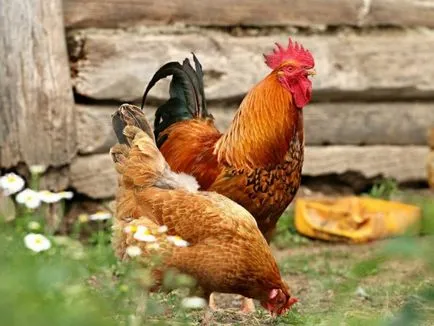Pui (păsări de curte) descriere, conținut, diluare, fotografii