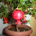 Cactusii din semințe în creștere în casă, fotografii și video (de producție) Cactusii din semințe în creștere în casă, fotografii și video