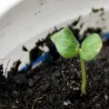 Cactusii din semințe în creștere în casă, fotografii și clipuri video (condiții) Cactusii din semințe în creștere în casă, fotografii și video