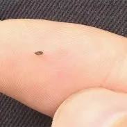 Cum de a elimina pata alb și galben pe alb (curat) Cum de a elimina pata alb și galben pe alb