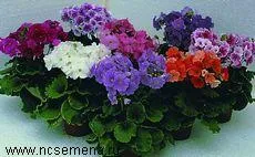 Cum de a stimula houseplants cu flori (reviste femei femei femei site-ul feminin al revistei revista pentru plante casa femei site-ul ghivece cu plante de interior flori de flori plante de casa acasă) Cum de a stimula flori plante de apartament